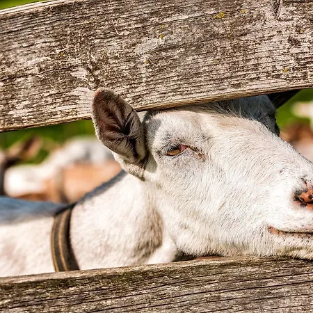 Gaden - 4* Waging am See