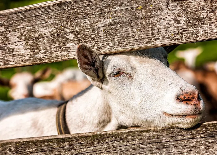 Gaden - 4* Waging am See